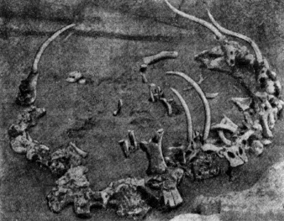 Палеолитическое жилище в Пушкарях I:  остатки костей, составлявших конструктивную основу палеолитического жилища