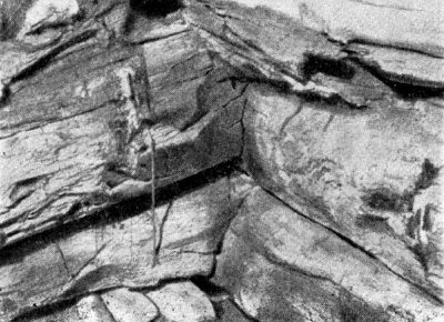 Самгорский курган. Деревянный сруб подземной камеры, конец III тысячелетия до н. э.