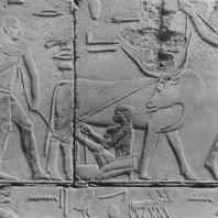 Сцена доения. Рельеф из мастабы Кагемни в Саккаре. VI династия. Фото: Анджей Дзевановский