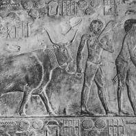 Сцена с быком. Рельеф мастабы Птаххотепа в Саккаре. V династия. Фото: Анджей Дзевановский